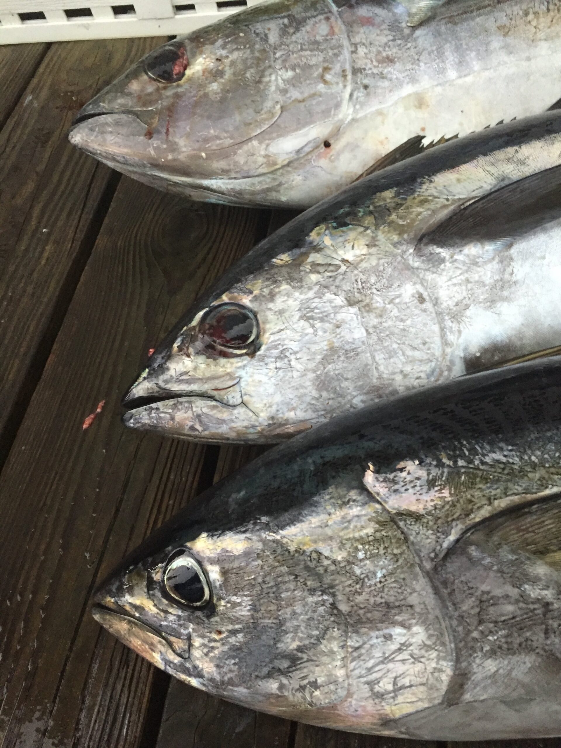 Big Eyes and Scary Skies