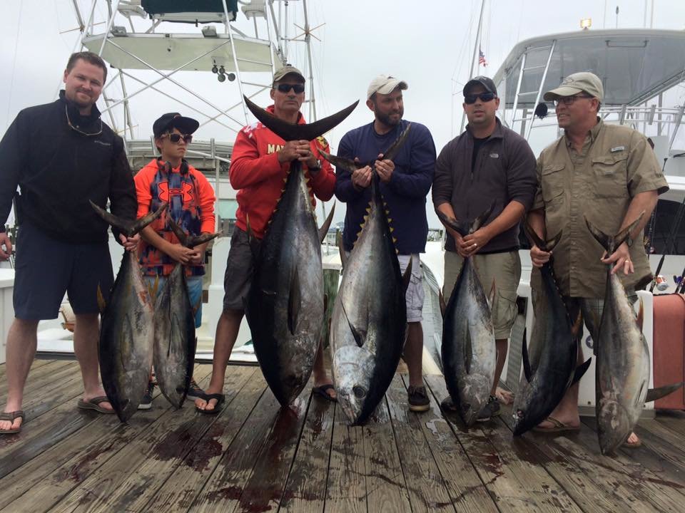 Big Blue Marlin and Bigeyes