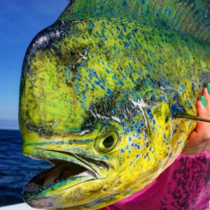 13891923_10209710612383481_2114775448632075286_n