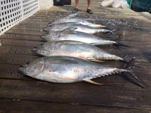 13876476_587557391423605_342294715063867156_n