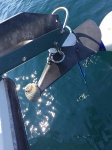 13707659_10208612272121817_7012965010418989731_n