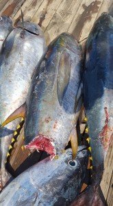 13697291_1556886407949545_4458850442910376357_n