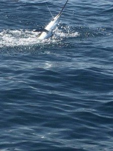 13664631_10208496355619975_1831940916_n