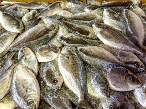 13645344_10209537707940978_8212727907156093044_n