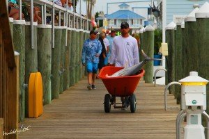 13599978_10153781238441448_228349655111356445_n