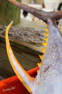 13576775_10153781238436448_1253404533107341171_o