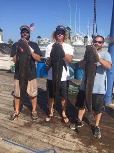 14225466_10153652000752191_7076592755496007744_n