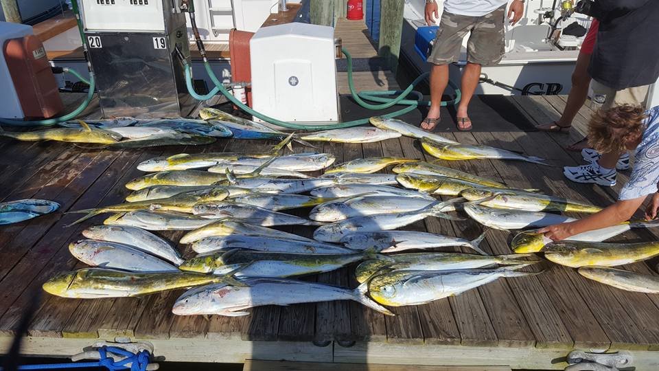 Dolphin Save the Day