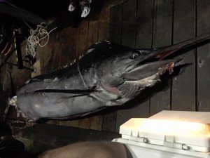 13912818_1222612954439201_4210951112750547851_n