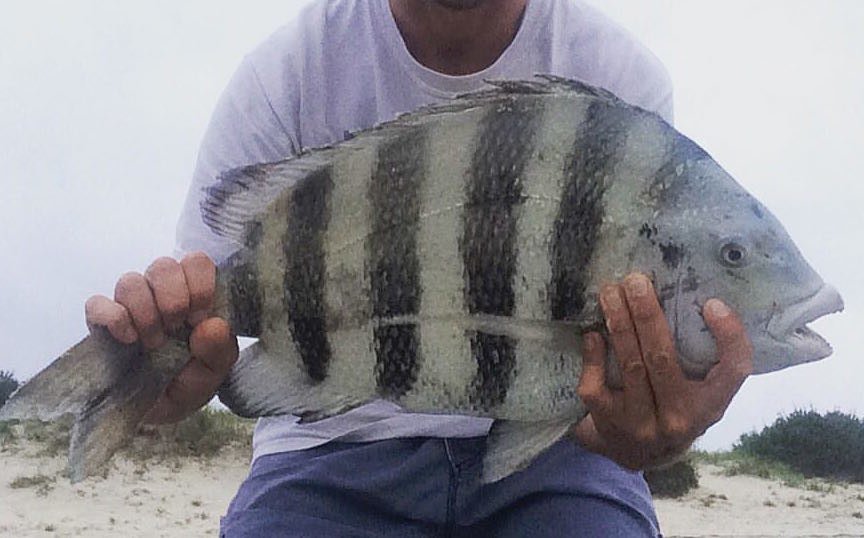 Sheepshead are Tasty