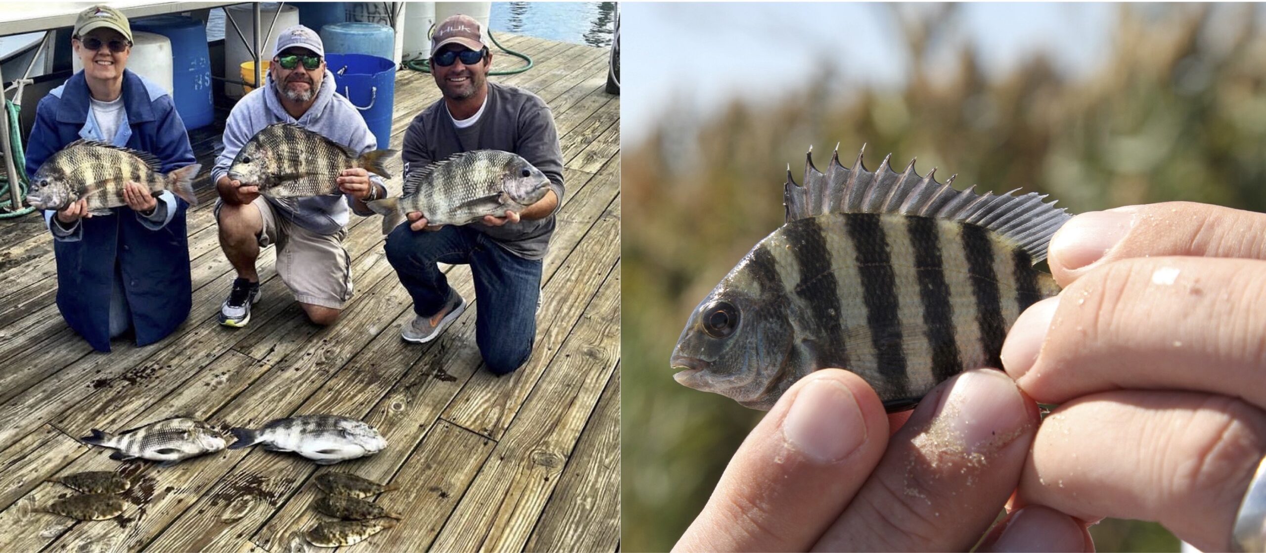 A Tale of Two Sheepshead