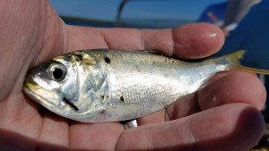 14466250_10208823475201967_489995480_o