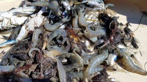 14438934_10208823474921960_458469434_o