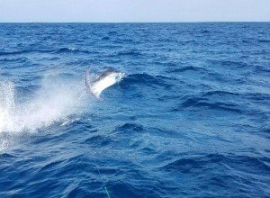 14292421_608667602645917_5118446705881918089_n