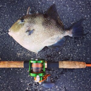 14708205_10157606310820156_4410558646836854752_n