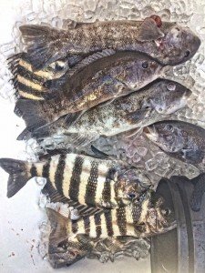 14650089_1284183711614608_2561972446220770640_n