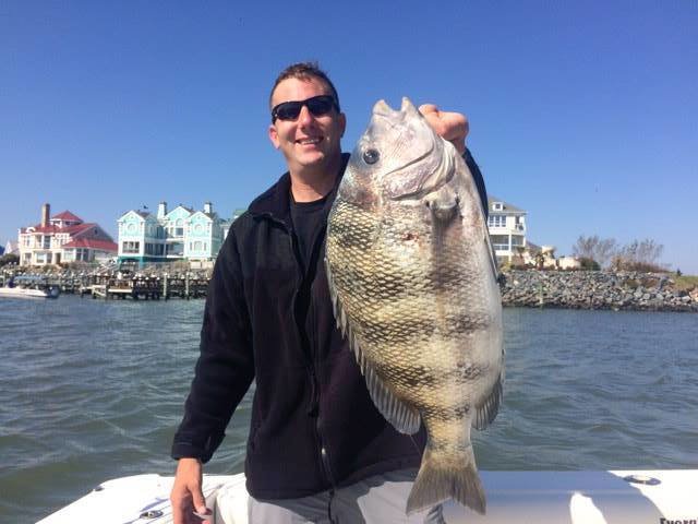 More Flounder and Sheepshead