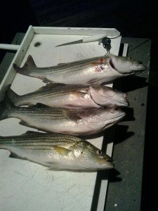 14462765_1482046758489212_8345700518736438088_n