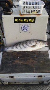 15284904_569886299872424_7495502378502565405_n