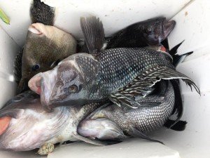 15181576_10158028366950105_6787827050348960768_n