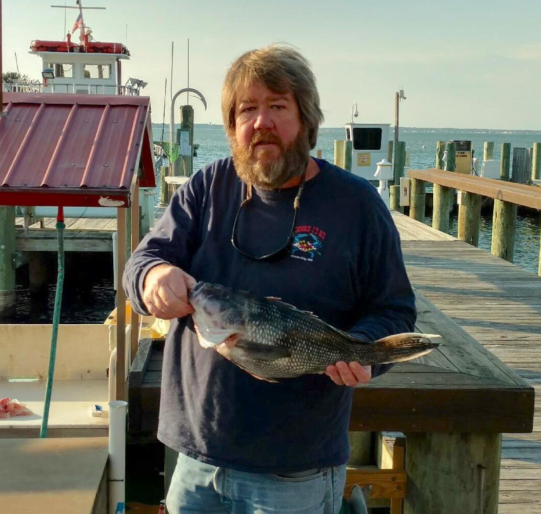 $100 Sea Bass and Rockfish 2 at a Time