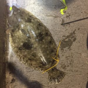 14956575_10210586166081578_5995717447288573981_n