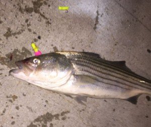 14925269_10210586141800971_2596882620000188890_n