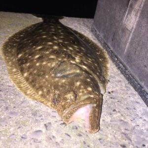 14947879_10210586141960975_5191584289552225866_n