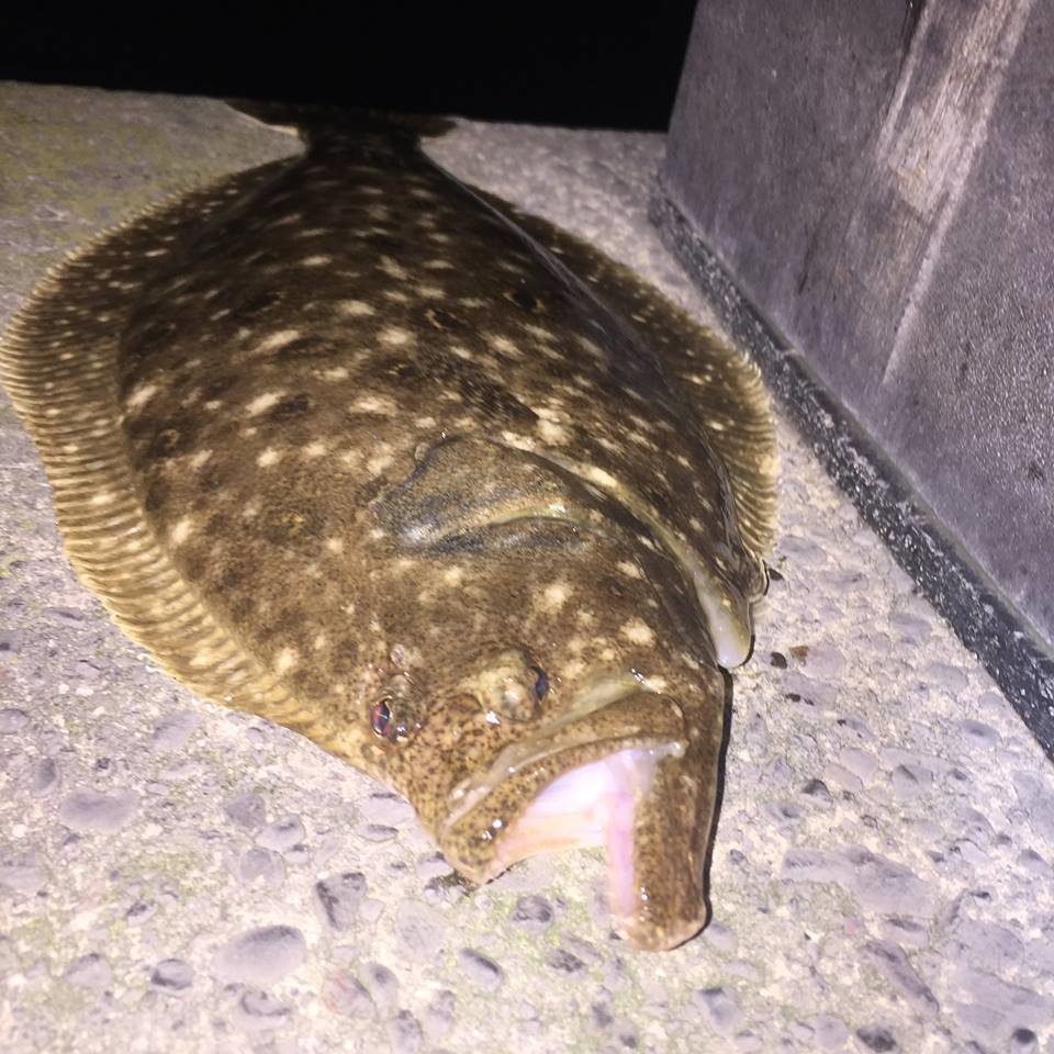 Flounder in November Isn’t a Fluke