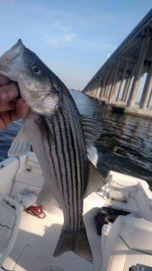 14910575_10101078905187531_1252661905586913070_n