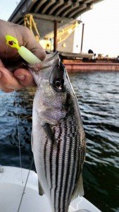 14910567_10101078905062781_7473295256978873170_n