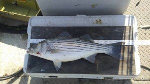 14639747_558673320993722_3810357278255551202_n