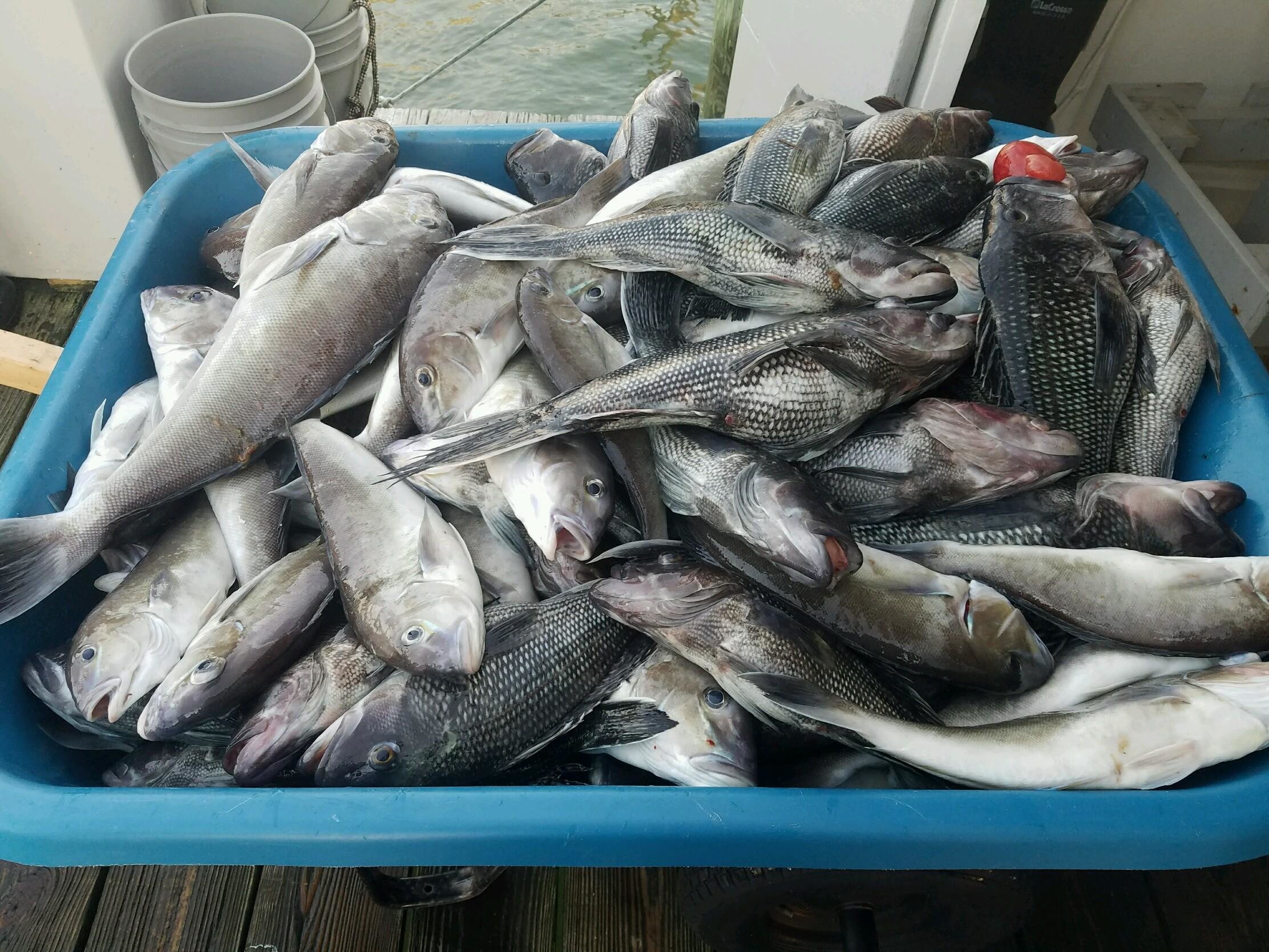 Wheelbarrow Full