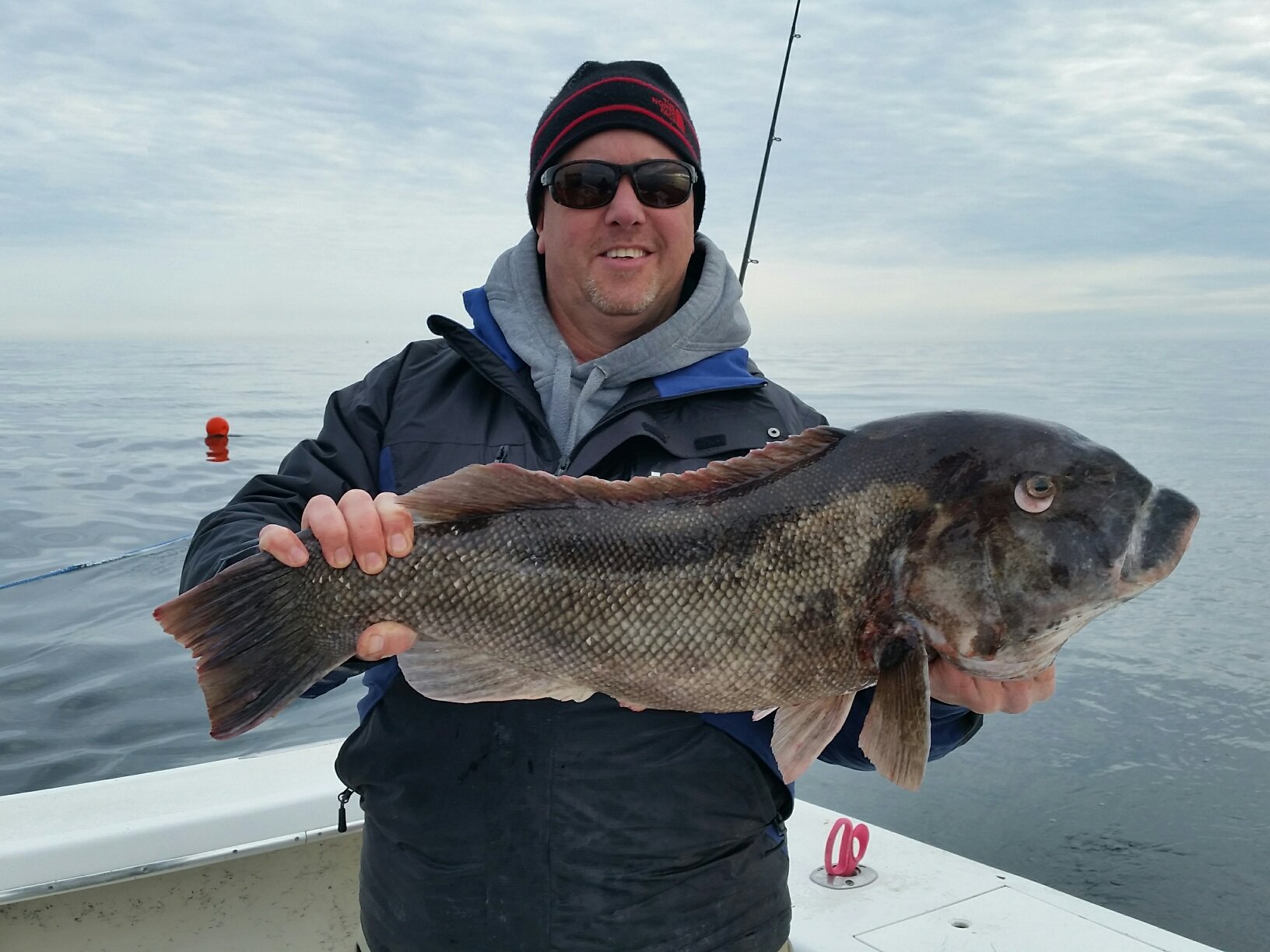 Stud Tautog