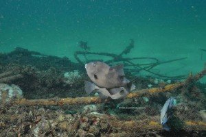 11218841_445965292240109_7204990318714120812_n