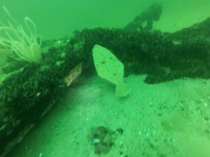 997037_311822438987729_7240929932074796858_n