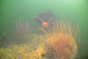 ncp_6831-clammer-sunk-1979_05182014-copy-2014-nick-caloyianis