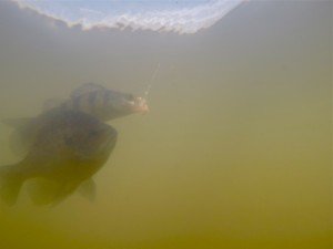 DCIM100GOPROG0090635.