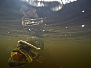 DCIM100GOPROG0150336.