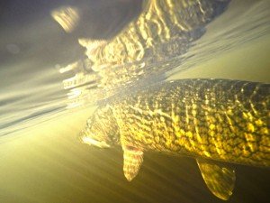 DCIM100GOPROG0140281.