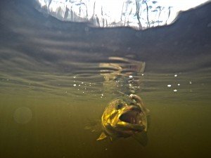 DCIM100GOPROG0150335.