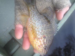 16472921_618560958336078_5639502603396605631_n