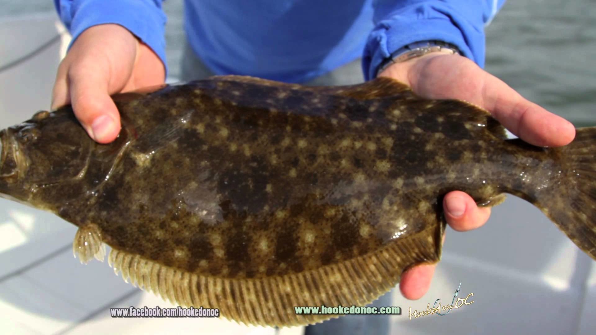 Catching OC Flounder is No Fluke