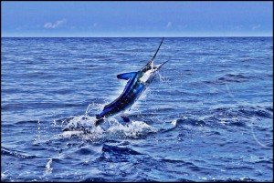 10624682_10153486671311448_1950138868078389836_n