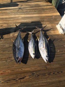 18199064_1337992039571092_5917515289094634355_n