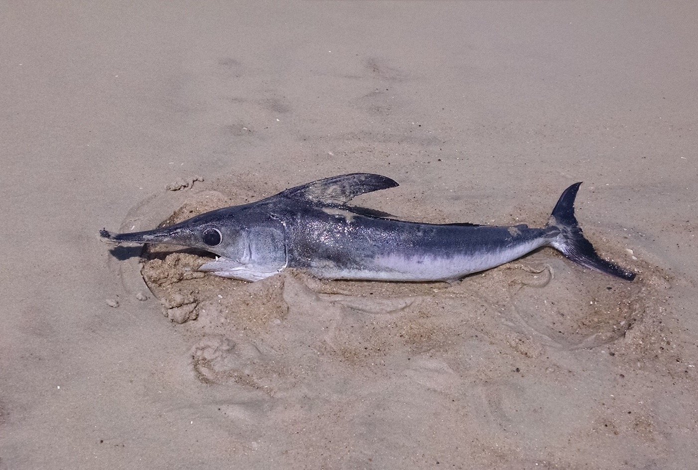 Live Swordfish Beaches at Assateague Island….Then Swims Away