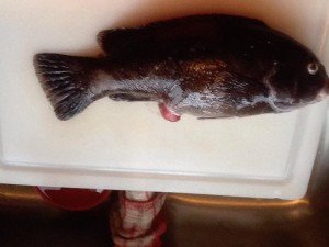 17952566_1453369614736216_5533738568021262017_n