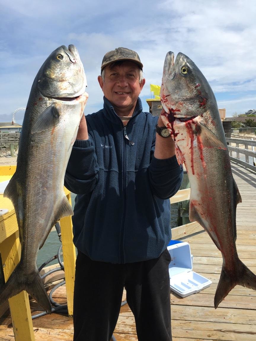 Citation Bluefish