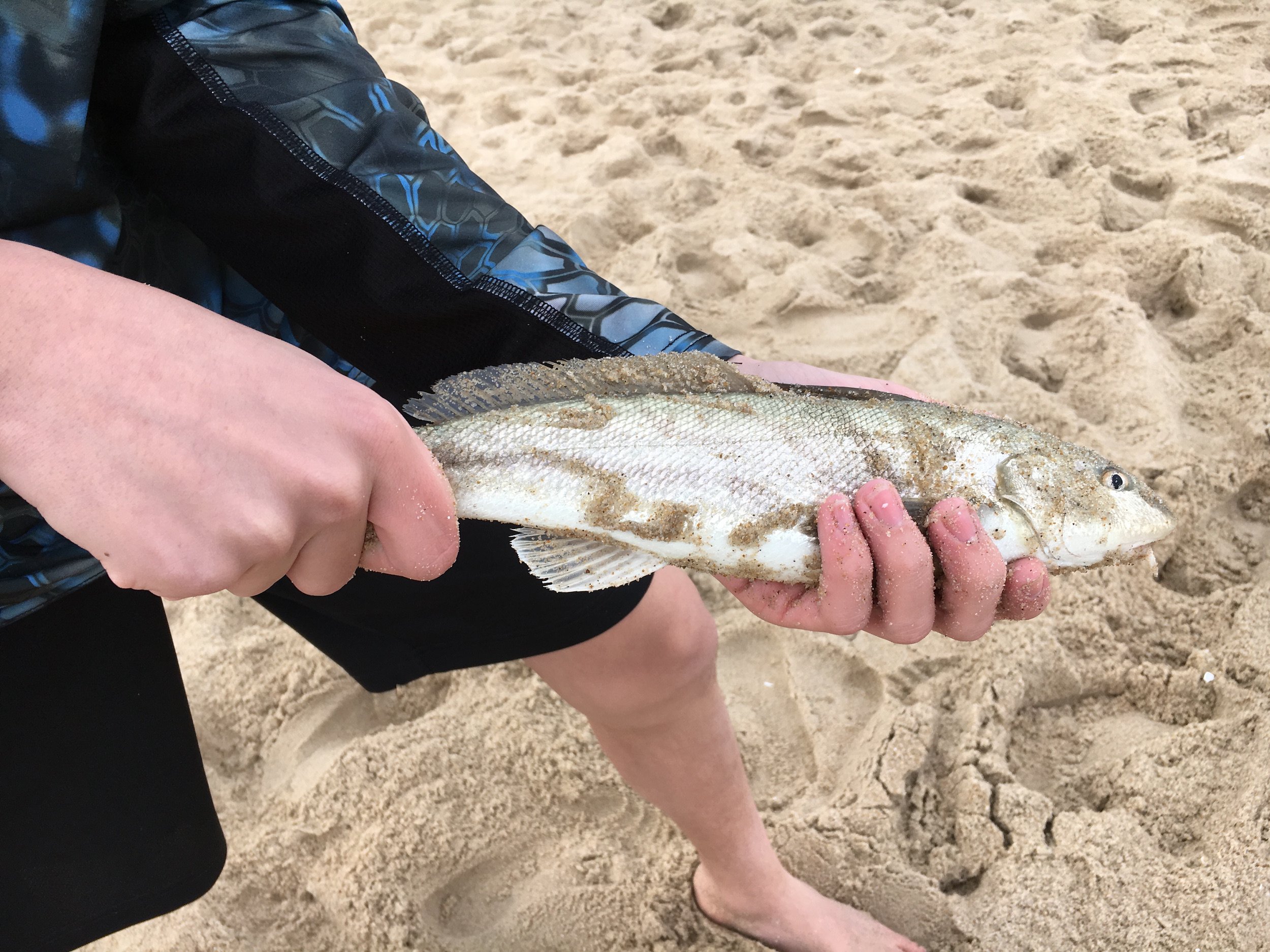 Ocean City’s First Kingfish?