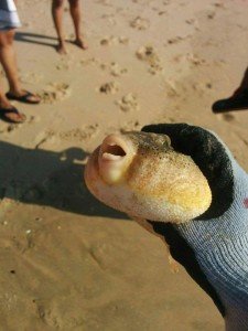 18788523_1506003159469838_1382640996_n